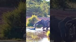 CROCODILE ATTACK ON ELEPHANT tourism wildlife africansafari africantourism africanfolktale [upl. by Anbul]