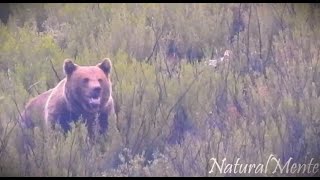 Osa con 3 Oseznos y Macho Vigilando Female Bear with 3 Cubs naturalmente fauna [upl. by Ynnal437]