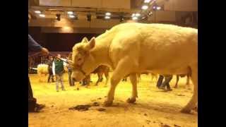 Le Salon de lAgriculture 2013  Les zanimaux et quelques régions [upl. by Oina]