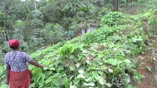 How to fertilize rubber plants [upl. by Illah]