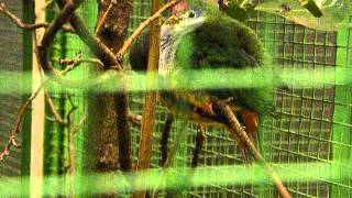 Ptilinopus pulchellus in Weltvogelpark Walsrode [upl. by Janina]