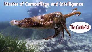 The Incredible cuttlefish Master of Camouflage and Intelligence [upl. by Zarla919]