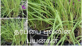 Tharpai Grass Medicinal Values தர்ப்பை புல்லின் மருத்துவ பயன்கள் [upl. by Alaik639]