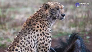 Sept 2024 Zulu Nyala Safari Highlights [upl. by Eibreh]