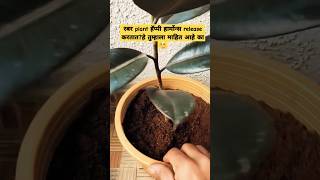 Rubber plant care tips shortsfeed shortsshort youtubeshorts gardening indoorplants plants pla [upl. by Aical202]