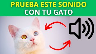 📣 Sonidos Para Que Tu Gato Venga 🐈 [upl. by Pentheas]