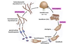 Basidiomycota Part 2 The Mushroom Life Cycle [upl. by Sorce]