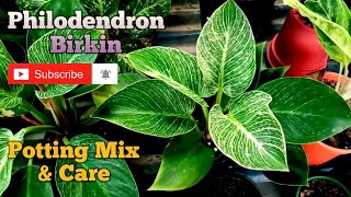 Philodendron Birkin Care and Potting Mix II How to Prepare Philodendron Birkin Potting Mix II [upl. by Cai]