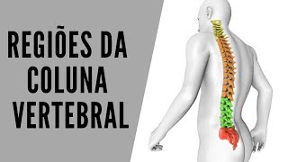 SISTEMA ESQUELÉTICO Regiões da Coluna Vertebral [upl. by Dnob]