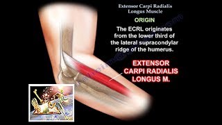 Extensor Carpi Radialis Longus  Everything You Need To Know  Dr Nabil Ebraheim [upl. by Astrix663]