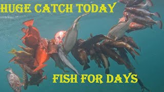 Huge catchsolo spearfishing in Grenada [upl. by Hoppe713]