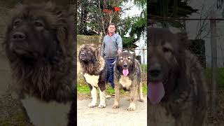 Caucasian Shephered females dog kangal dogs puppy bigdog animals [upl. by Ahseik694]