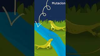 Cómo aparece una especie nueva evolución origendelasespecies especiacion alopátrica [upl. by Helaine379]