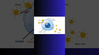 VIRAL PROTEINS VIRAL INFECTION VIRUS virus viral nucleus protein physiology genes cell [upl. by Clint245]