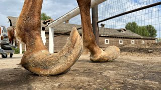 LONG HOOVES on ARABIAN STUD Horse Restoration [upl. by Anaejer]