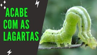 COMO ACABAR COM AS LAGARTAS NAS PLANTAS [upl. by Vedetta]