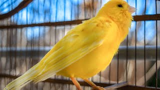 The ultimate canary singing video from a legend  Powerful training song [upl. by Anayia272]