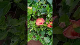 Gudhal Plant Care Tips How to care Habiscus plant at home gardeningaasaanhai short [upl. by Akamahs]