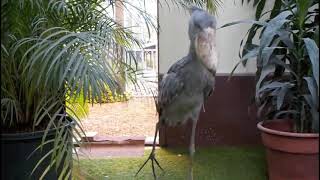 Shoebill stork clattering sounds like machine guun Japan Matsue Vogel Park [upl. by Yorgen]