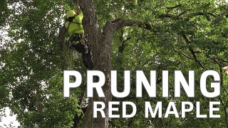 Tree Pruning Red Maple [upl. by Neva]