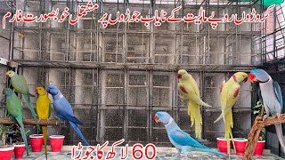 Lutino alexandrine  Yellow Raw  Blue alexandrine  Blue Raw  Ringneck amp Raw Breeding Farm Multan [upl. by Zadack]