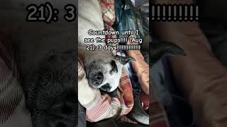 Countdown puppyhood puppy pup animalhumor dog funny funnyanimal pets [upl. by Eigna]