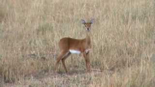 The Oribi one of Africas rarer antelopes [upl. by Elehcor]