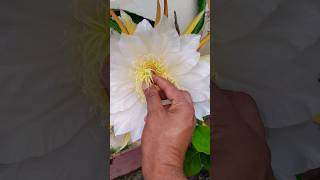 How to Hand Pollinate Dragon Fruit Flower dragonfruitflowerhandpollination dragonfruitlover [upl. by Ha]