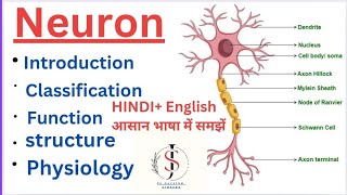 Neuron Nervous system  Anatomy amp Physiology  Hindi English [upl. by Haila]