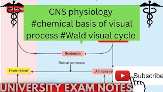 chemical basis of visual processWald visual cycle physiologymedicoscontent3135 [upl. by Nestor]