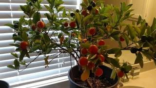 My Indoor Orange Tree UPDATE [upl. by Darcia]