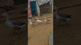 Ducks 🦆 line up cat ultraman funny movie kucing ai cute story catlover cutecat [upl. by Elrebmik121]