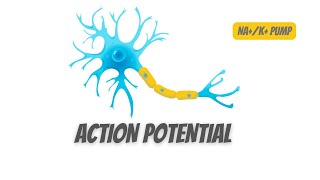 Action potential in Neurons and NAK pump [upl. by Joslyn741]