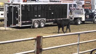 Stock Dog LowStress Cattle Handling NILE 2015 [upl. by Boffa]