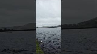 Dovestone reservoir Oldham youtubeshorts birds lovers shorts [upl. by Eiznik]