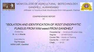 Isolation and identification of root endophytic fungus from wild weed from gandheli [upl. by Elroy]