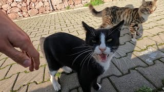 Fluffy tailed cat and tailless tuxedo cat meow loudly for food [upl. by Daggna]