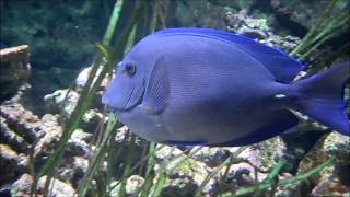 Acanthurus coeruleus  Bloch amp Schneider 1801  acanthuridae  Chirurgien bleu  Paris  032015 [upl. by Teilo632]