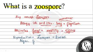 What is a Zoospore [upl. by Laden]