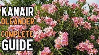 Oleander Nerium oleander Plant care Growing Tips and Complete Information in Urdu and Hindi [upl. by Llennod]