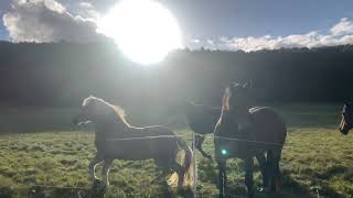 Herbstspaziergang mit Pepper – Unser ShetlandPony genießt den Tag [upl. by Musa]