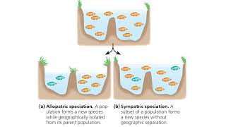 23 Speciation amp start phylogeny [upl. by Nils138]