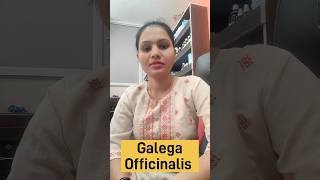 Galega Officinalis homeopathic medicine benefits uses and Side effects in Hindi [upl. by Brockwell945]