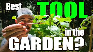 Hand Pollinating Tomatoes Cucumbers Zucchini and more 3 Ways to increase your garden yields [upl. by Griffis406]