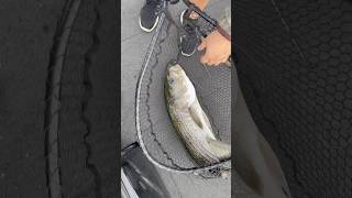 San Luis reservoir 43inch striper [upl. by Lundquist]