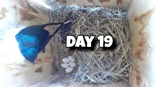 Day 19 Birdhouse Nest Box Live Camera Highlights [upl. by Coralyn107]