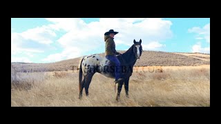 Black Appaloosa Horse Gelding For Sale  TrailJumping Cow EnglishWestern [upl. by Einatirb]