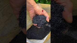 I dont use pesticides when growing vegetables because I use rice husk charcoal and wood ash [upl. by Nlycaj]