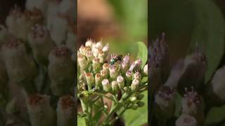 Metallic green Sweat Bee visits Camphorweed [upl. by Leiuqeze782]