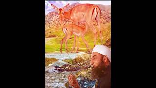 A deerMaulana Tariq Jameel [upl. by Aziram]